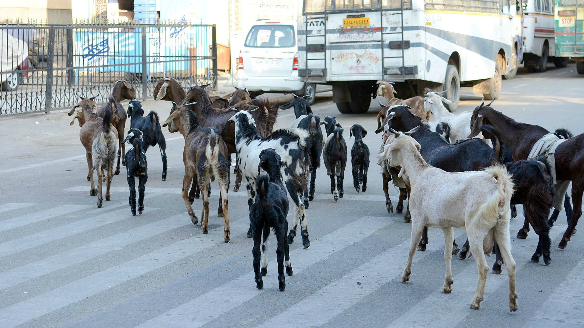 Jaipur